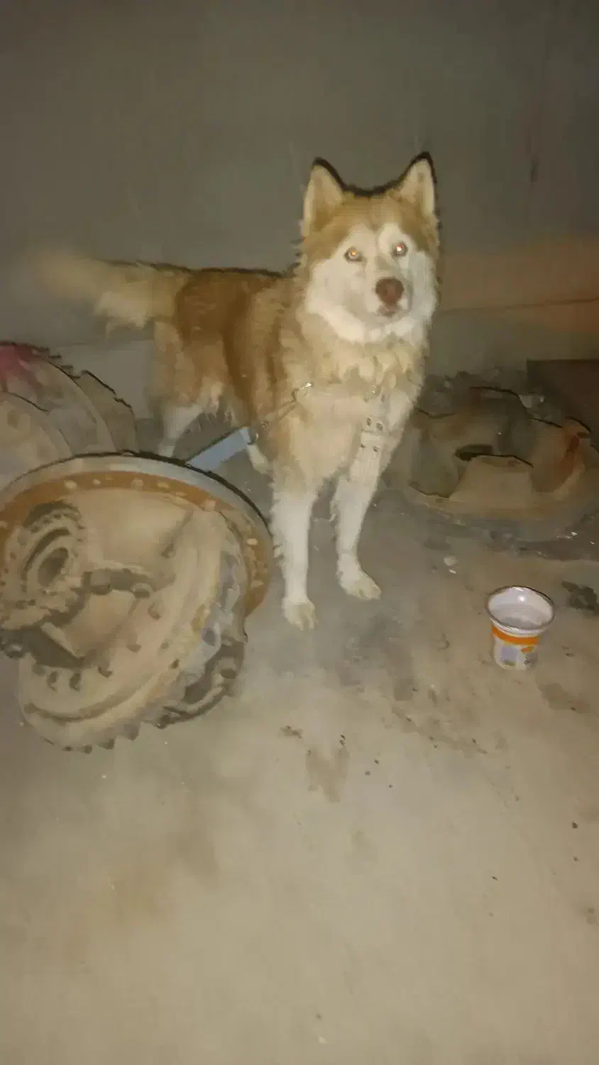 سگ نرمالاموت یکساله ونیم نر|سگ|پشتکوه (فارس), |دیوار