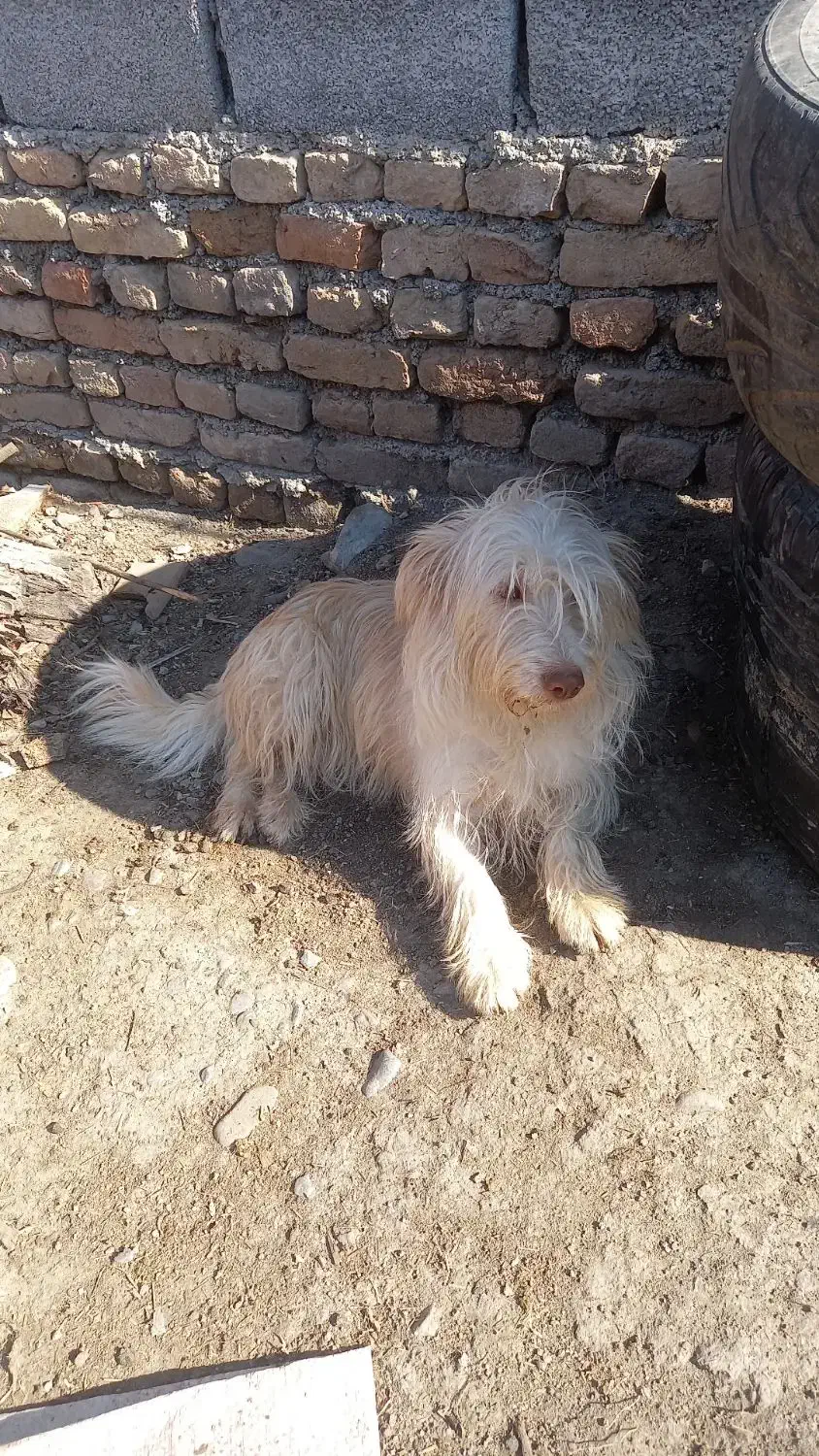 سگ پاکوتاه پیکینز شیتزو|سگ|گرگان, |دیوار