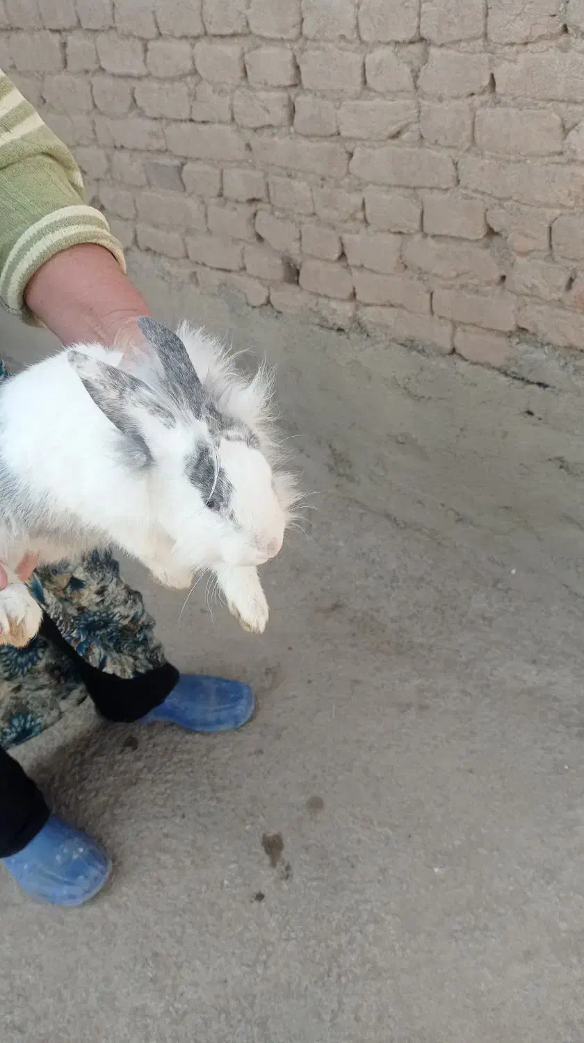 خرگوش|موش و خرگوش|خسروشاه, |دیوار