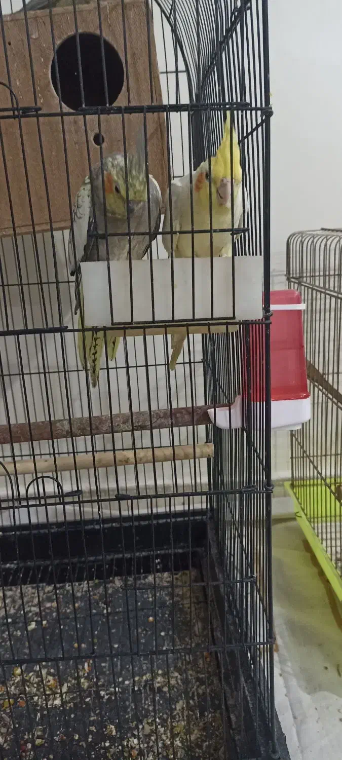 عروس هلندی با جوجه|پرنده|پاکدشت, پاکدشت (مامازند)|دیوار