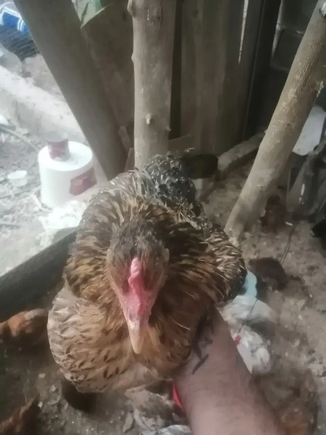 9عدد مرغ با 2عدد خروس|حیوانات مزرعه|شیراز, کرونی(خاتونک)|دیوار