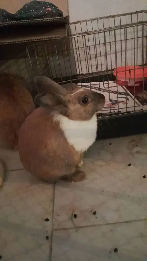 واگذاری خرگوش|موش و خرگوش|پردیس, فاز ۱۱|دیوار