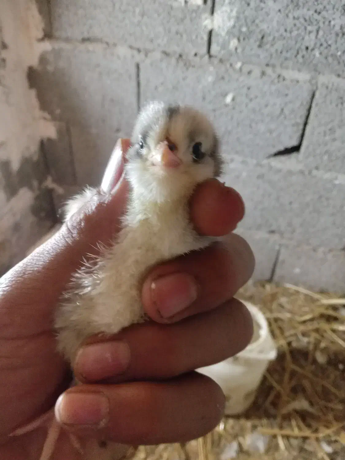 مرغ گلین لری پنگوئنی|حیوانات مزرعه|رامیان, |دیوار