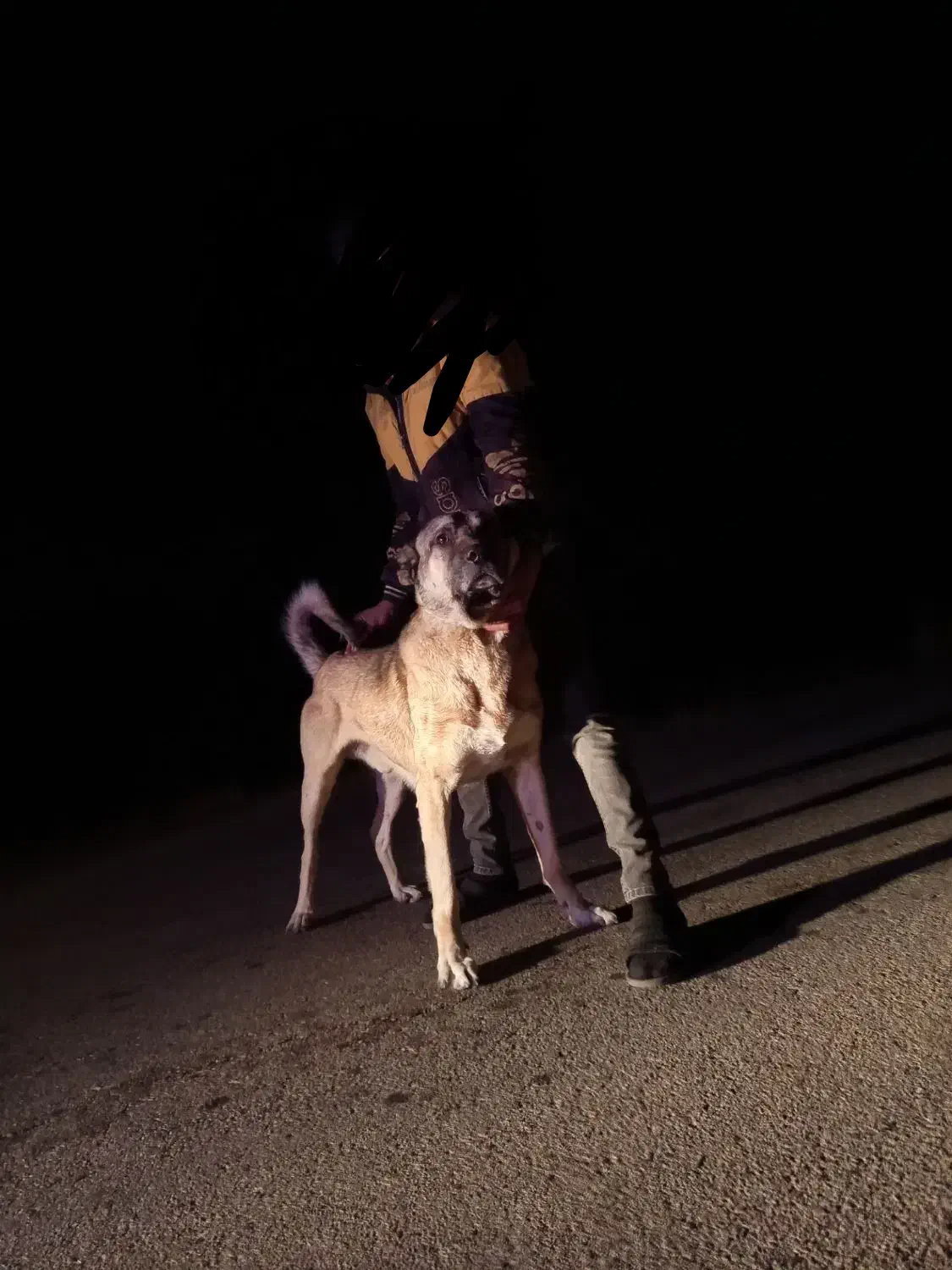 سگ سرابی|سگ|بستان آباد, |دیوار