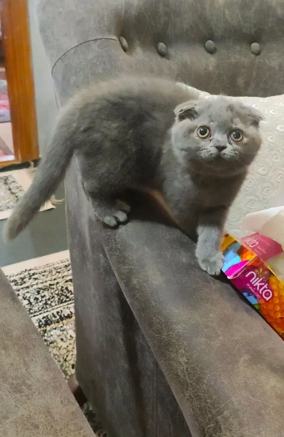 گربه اسکاتیش|گربه|گرگان, |دیوار