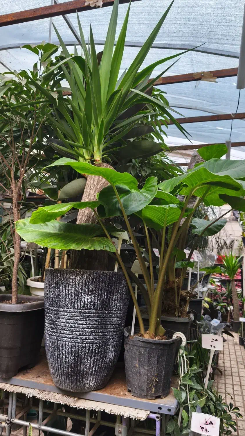 حراج/گیاه آپارتمانی|گل و گیاه طبیعی|مشهد, شهید رضوی|دیوار