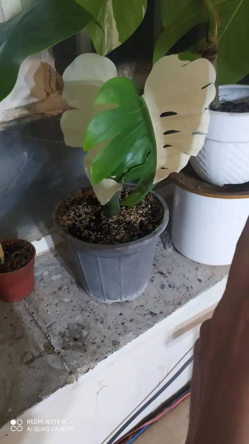 انجیری ابلق زیبا پربرگ|گل و گیاه طبیعی|بیرجند, |دیوار