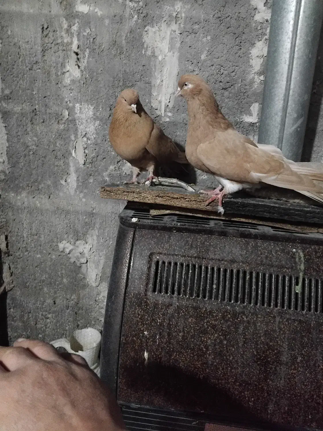 پرنده|پرنده|میانه, |دیوار