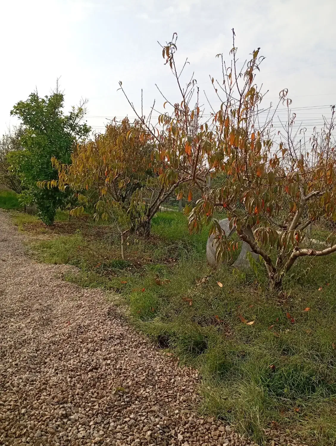 ۳۵۰متر باغ در ساری کنار تجهیزات مدارس طاهرده|فروش زمین و ملک کلنگی|ساری, |دیوار