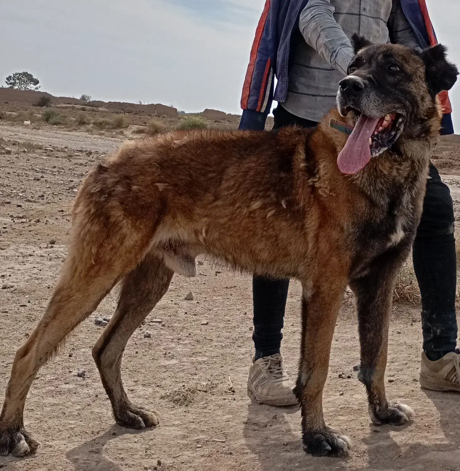 سگ سرابی|سگ|صوفیان, |دیوار