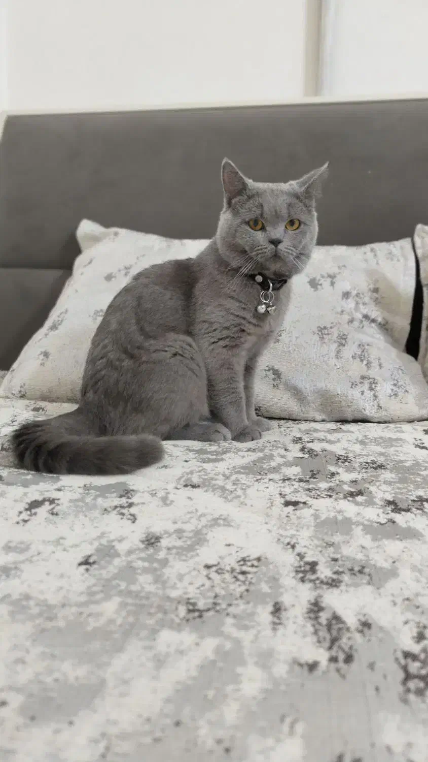 گربه اسکاتیش اصیل بلو|گربه|نیشابور, شهرک قدس|دیوار