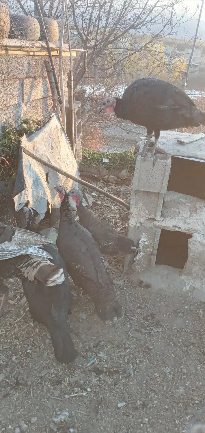 دوعددبوقلمون|حیوانات مزرعه|مشگین شهر, |دیوار