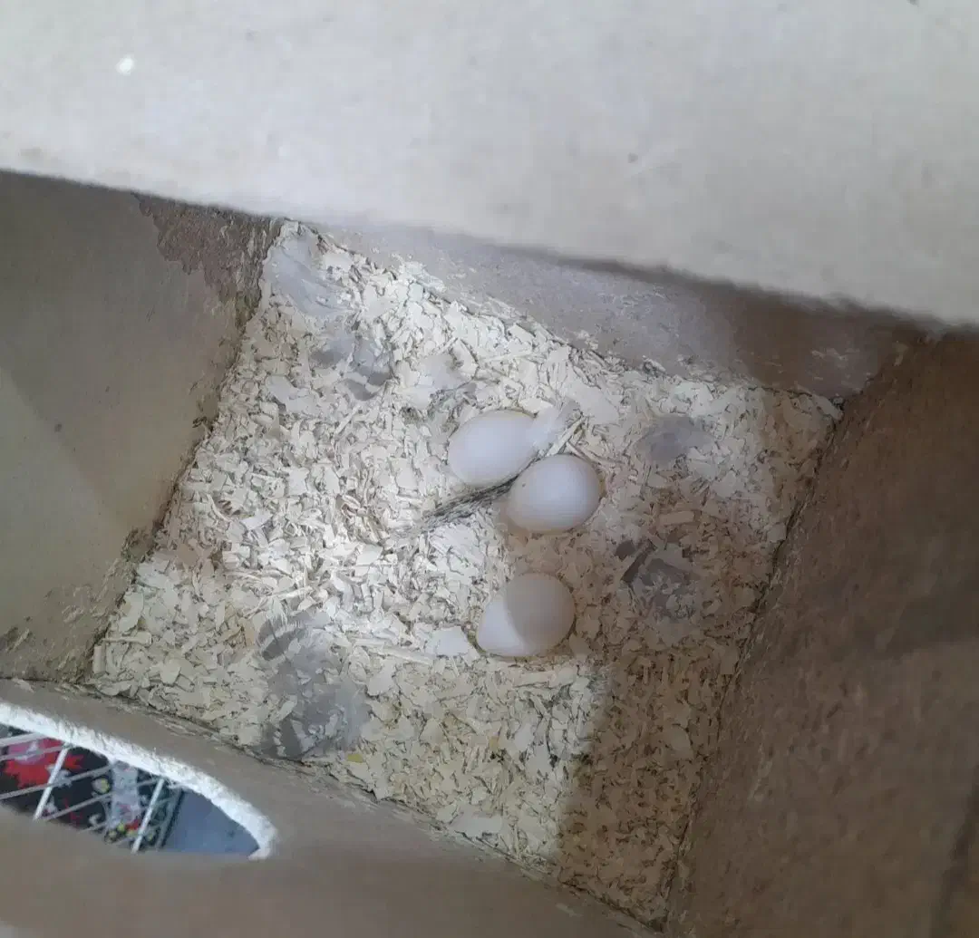 یک جفت عروس هلندی|پرنده|تایباد, |دیوار