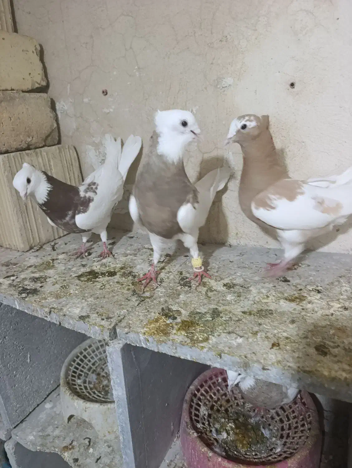 طوقی|حیوانات|شیراز, شهرک کوشکک|دیوار