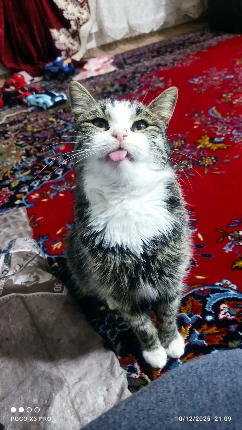 گربه خانگی|گربه|هریس, |دیوار