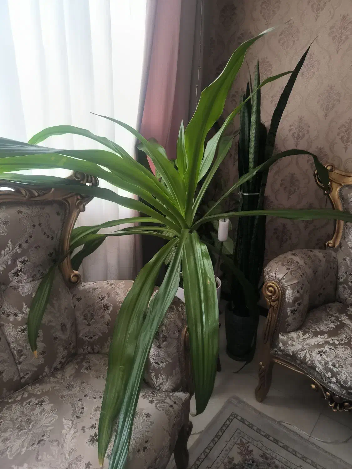 گل آپارتمانی|گل و گیاه طبیعی|کرج, حصارک بالا|دیوار