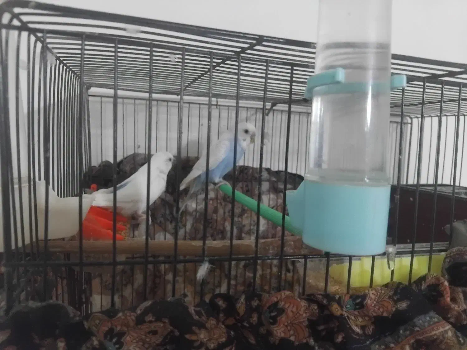 مرغ عشق|پرنده|رشت, استقامت ۲|دیوار