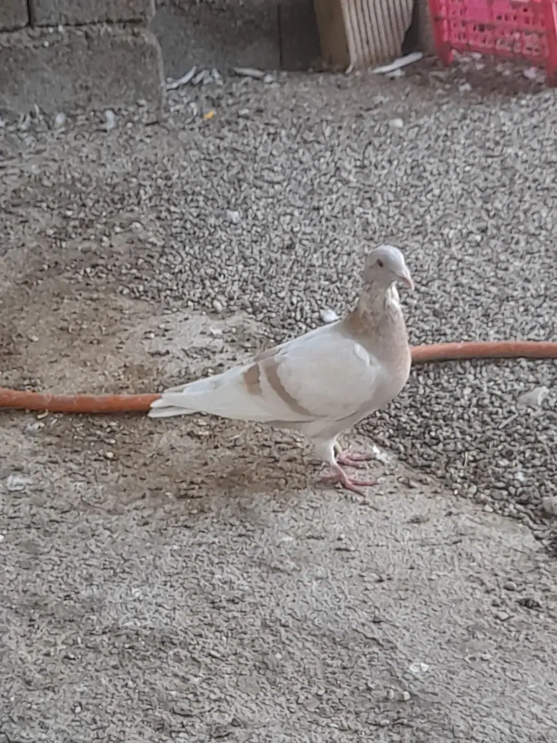 یاهوزرد|پرنده|گتوند, |دیوار