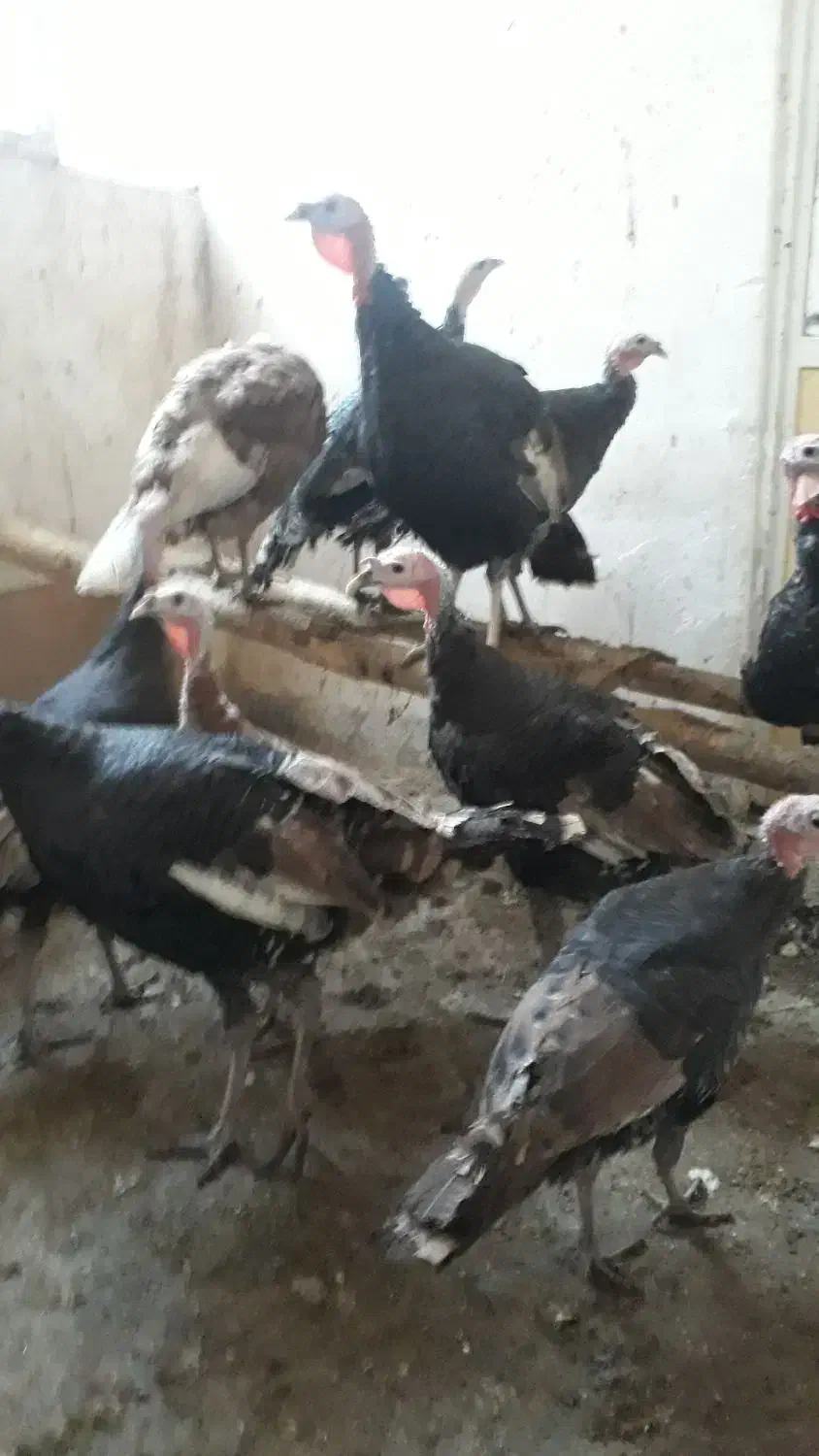 بقلمون بروبون ومحلی|حیوانات مزرعه|سنندج, |دیوار