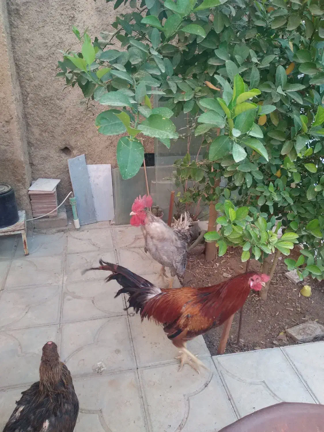 خروس و جوجه لاری|حیوانات مزرعه|شیراز, شهرک مهدی‌آباد|دیوار