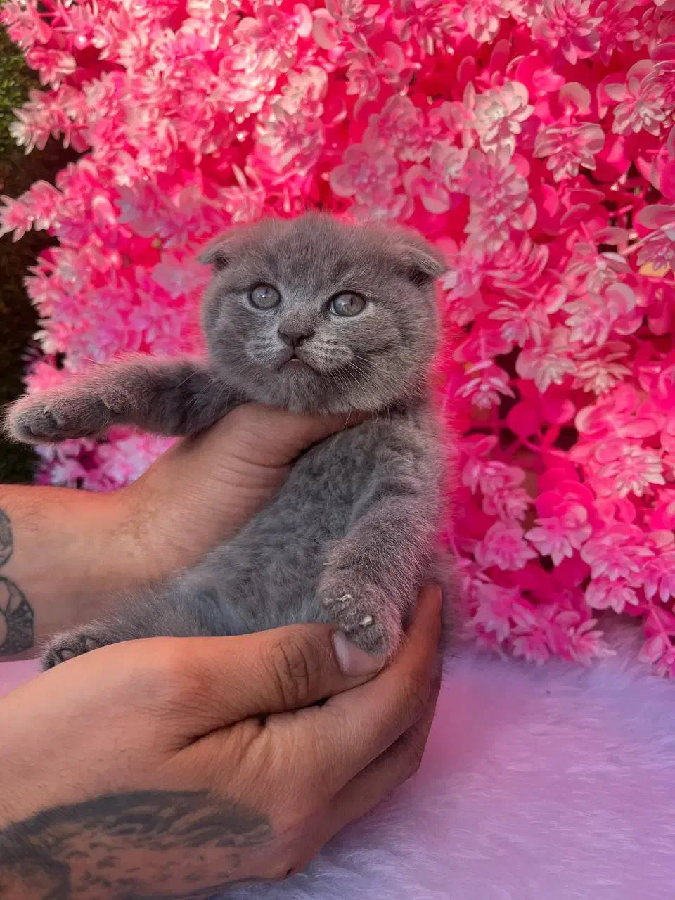 گربه رنگ خاکستری نژاد اسکاتیش فلد|گربه|آمل, |دیوار