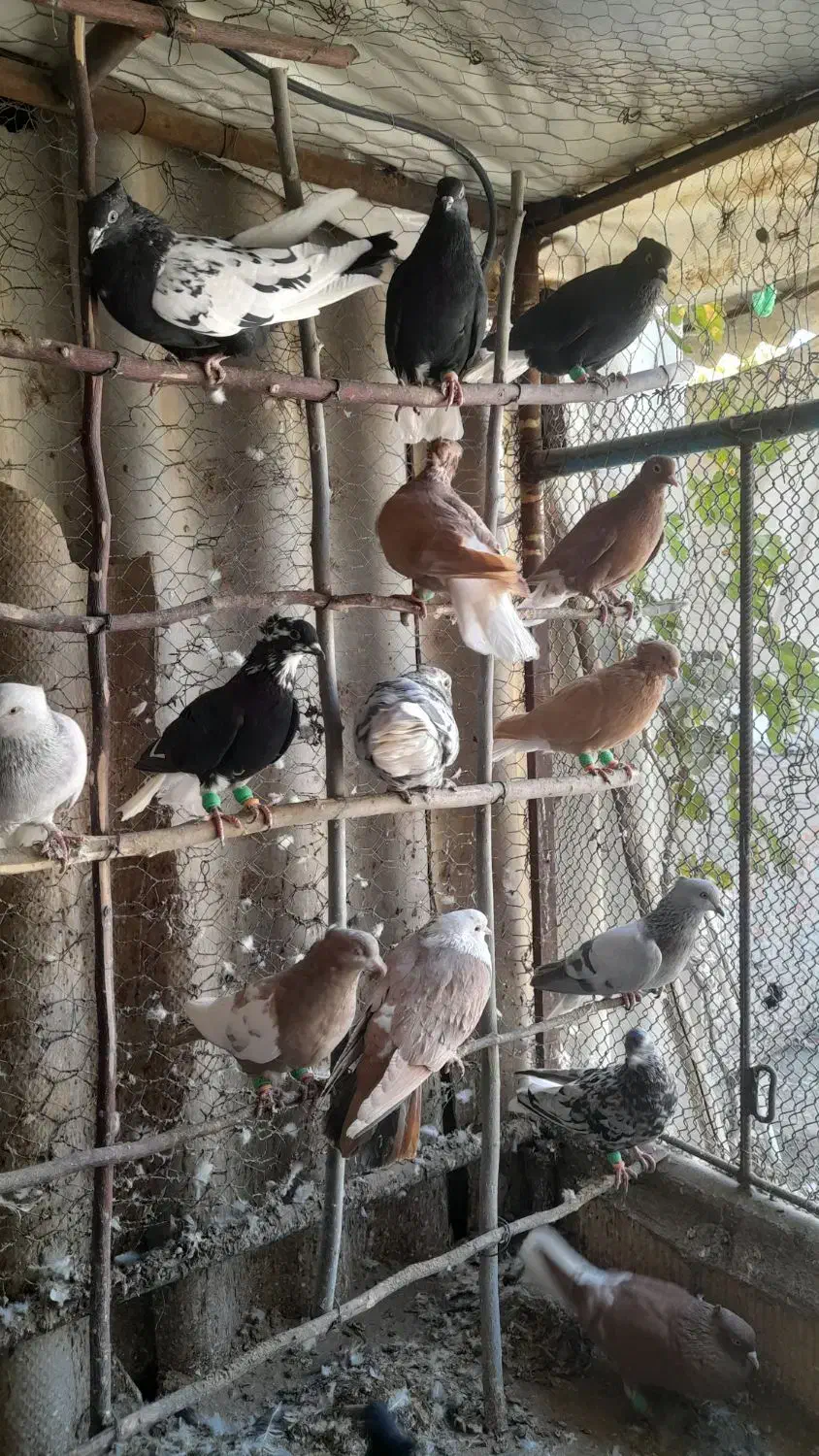 دمسفید پرشی|پرنده|جوین, |دیوار