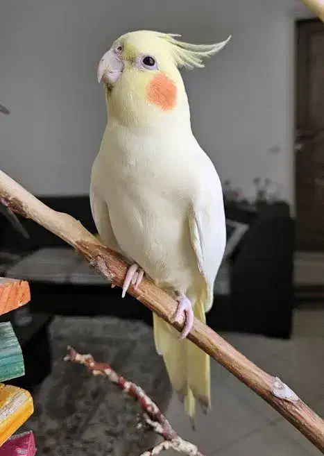 عروس هلندی چشم درشت|پرنده|گرمدره, |دیوار