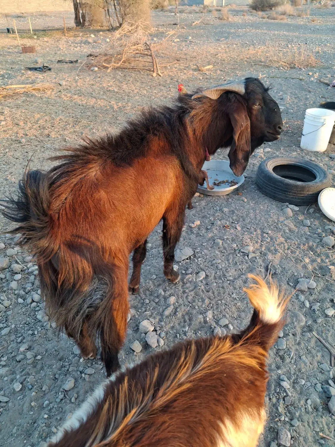 پیداشدن|حیوانات|میناب, |دیوار