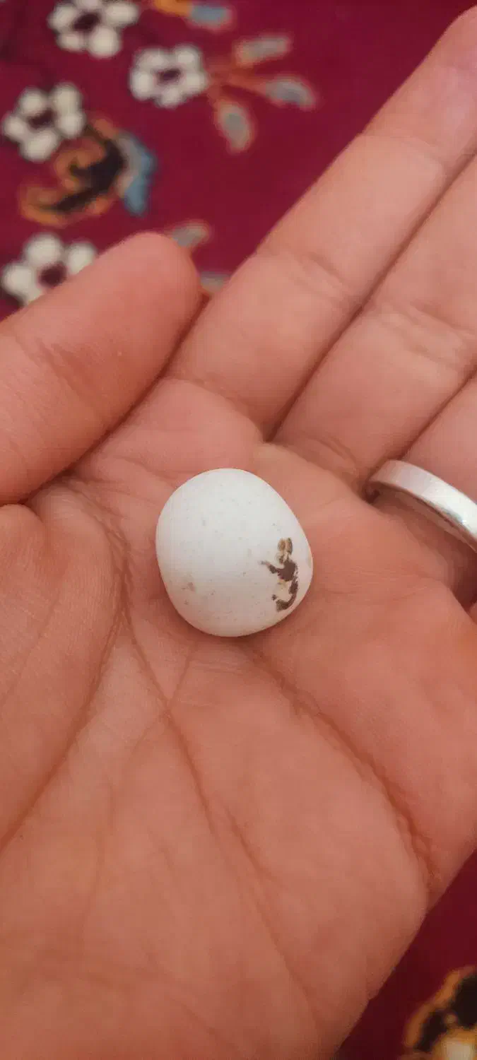 سنگ|کلکسیون اشیاء عتیقه|کرمان, |دیوار