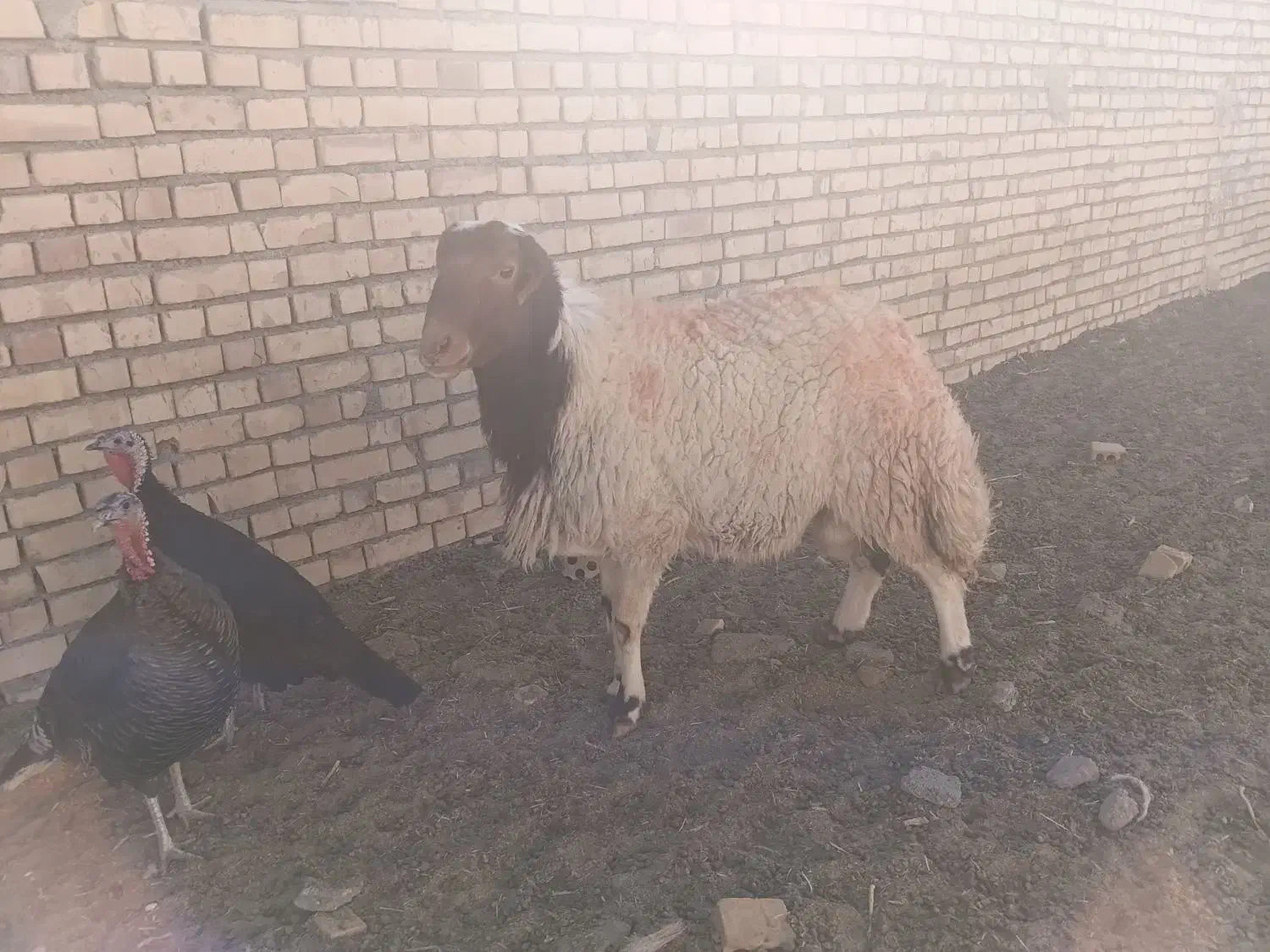 دوراس شیشک درجه یک برای تخم|حیوانات مزرعه|سده (خراسان جنوبی), |دیوار