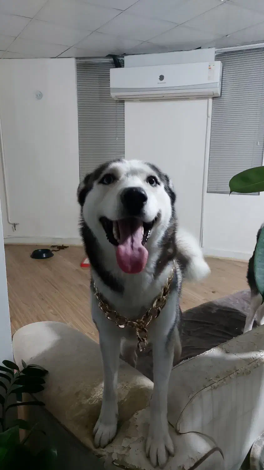 واگذاری کاملا رایگان ۲ هاسکی (شرایطی)|سگ|اهواز, زیتون کارمندی|دیوار