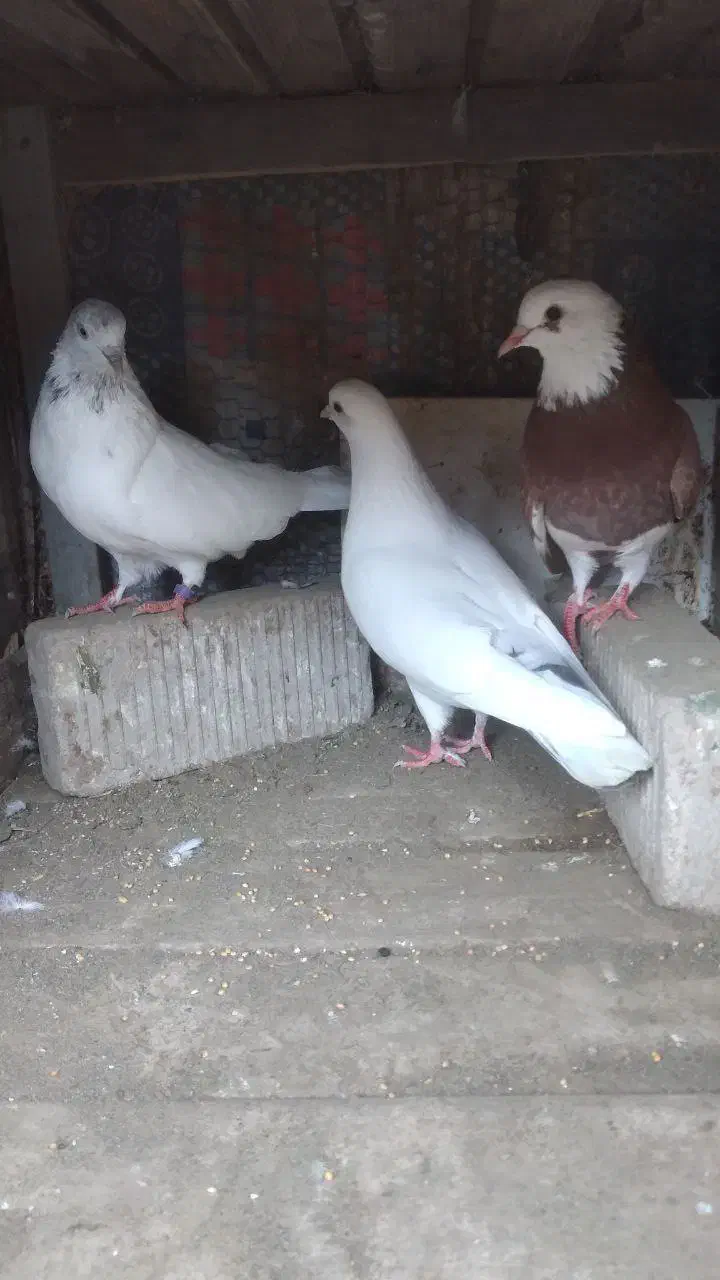 کبوتر پرشی|پرنده|رشت, پسیخان|دیوار