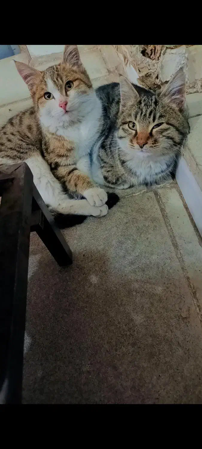 گربه|گربه|مشگین شهر, |دیوار