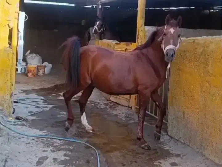 مادیون کرد|اسب و تجهیزات اسب‌سواری|مرودشت, بیست متری بیمارستان|دیوار