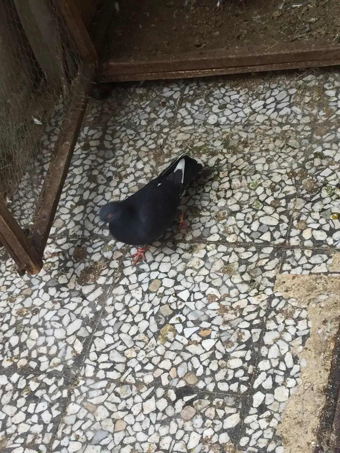 کبوتر غریب|پرنده|رشت, توشیبا|دیوار