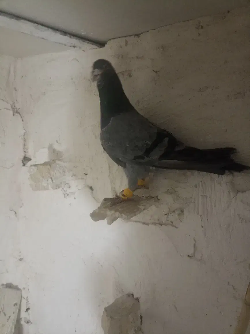 هفرنگ نر|پرنده|تاکستان, |دیوار