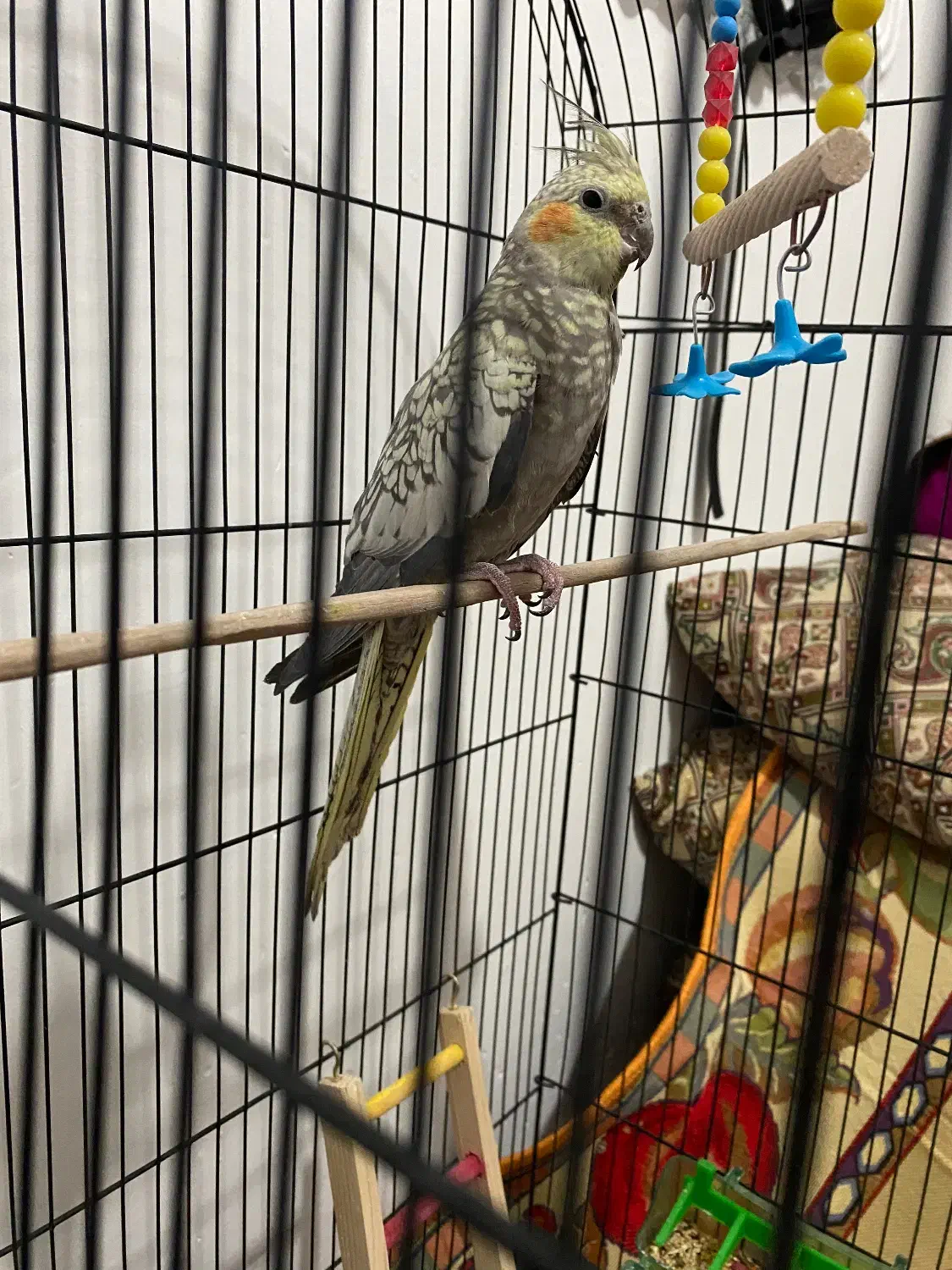 یه جفت عروس هلندی|پرنده|صحنه, |دیوار