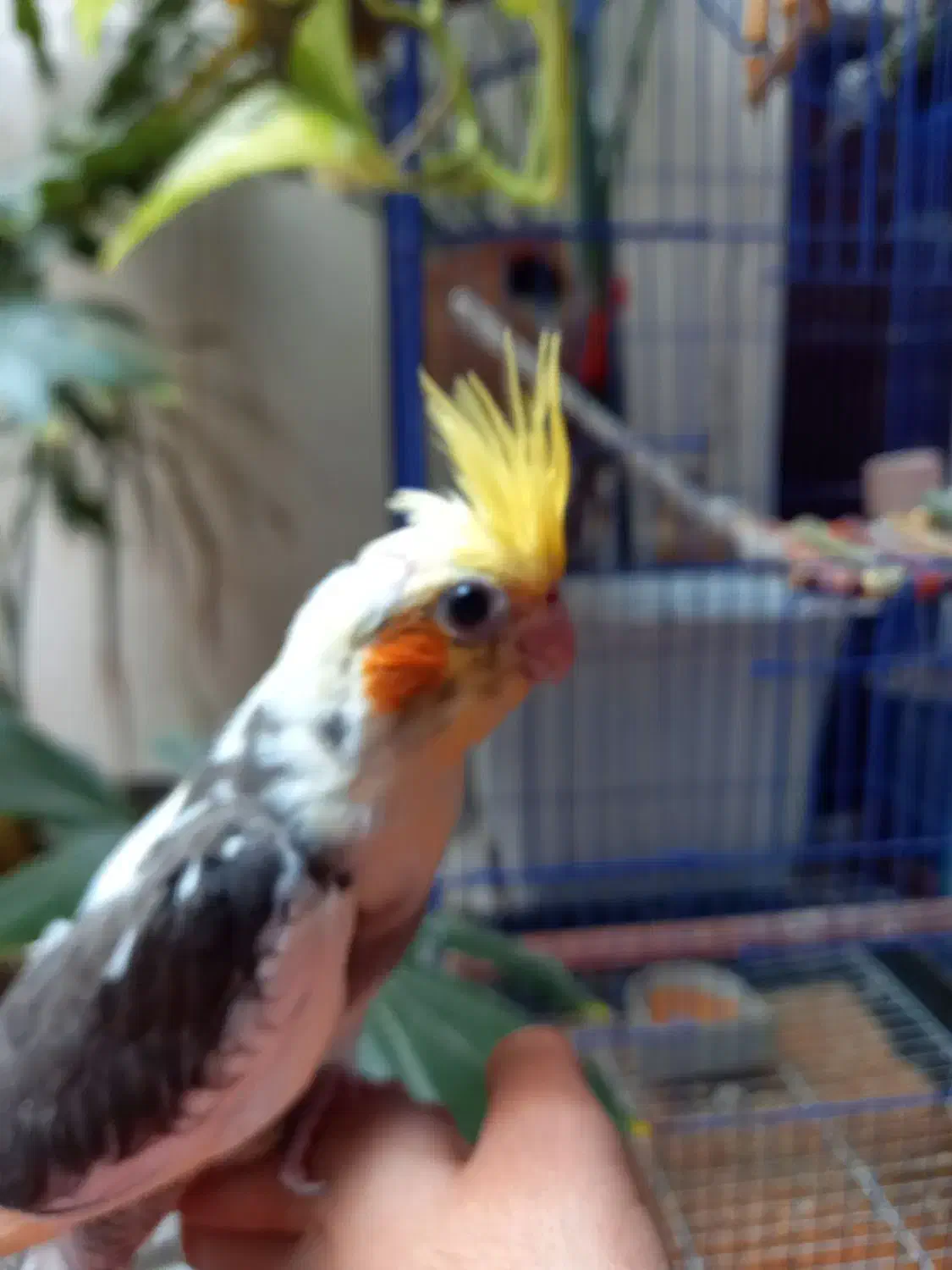 جوجه عروس هلندی تاج پرنسس سینه پر در محیط طبیعی|پرنده|فردیس, شهرک شهید حسینی|دیوار