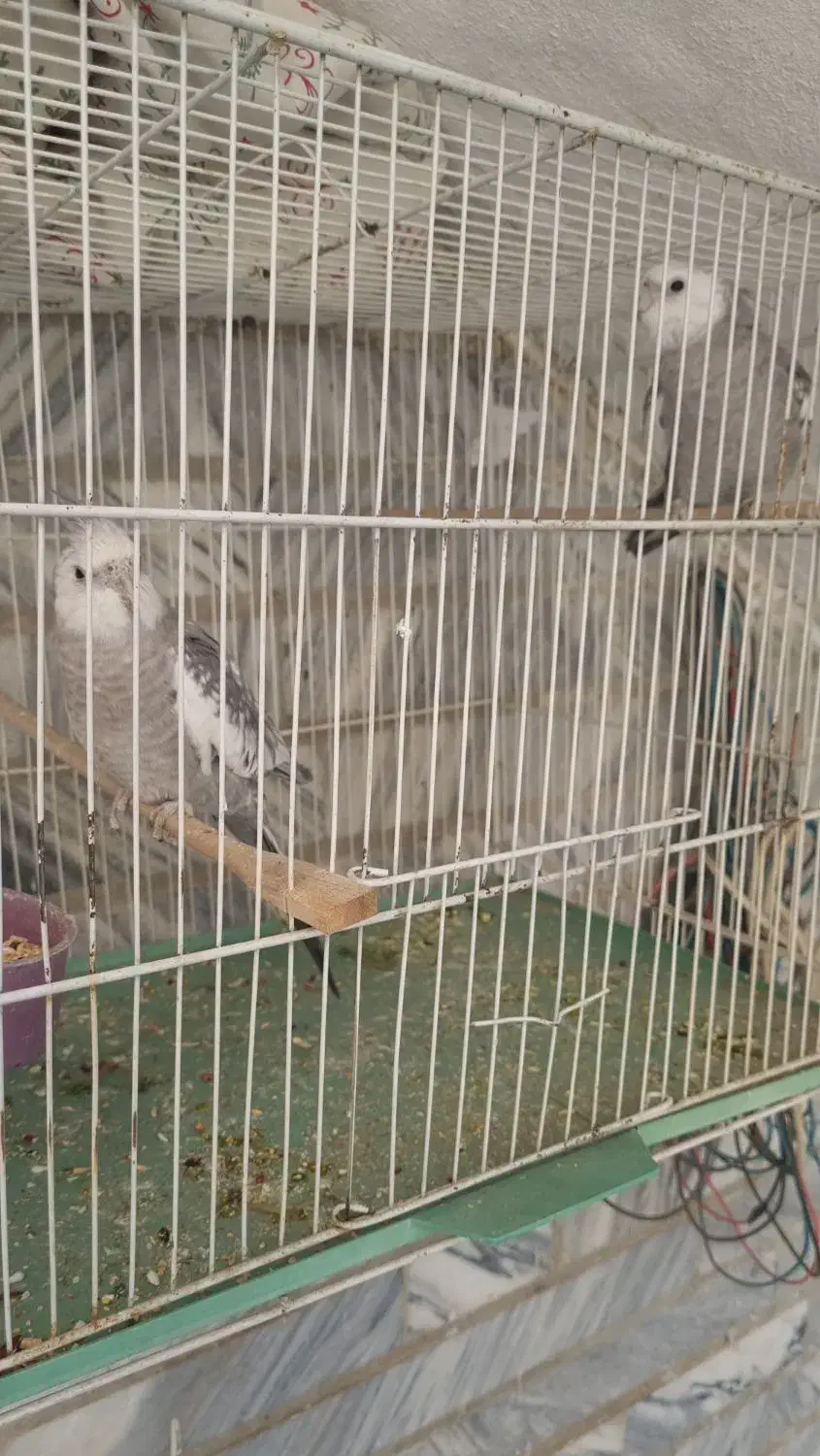 عروس هلندی ایزابلا|پرنده|زاهدان, |دیوار