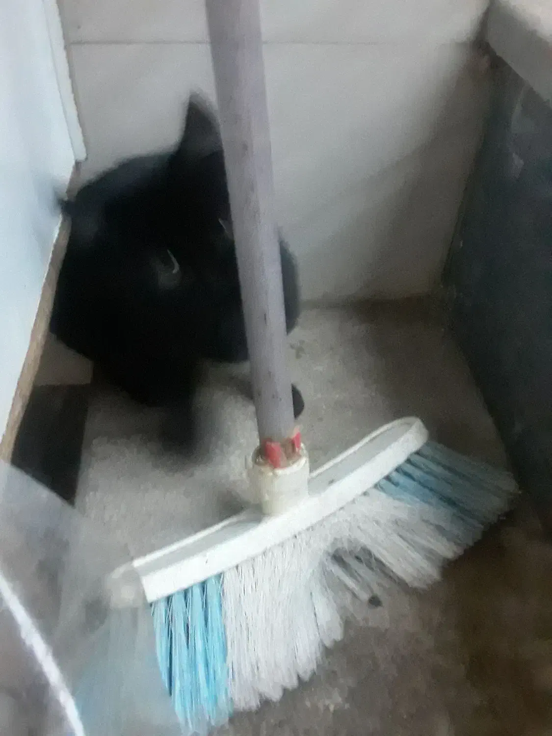 واگزاری ۲بچه گربه|گربه|تبریز, |دیوار