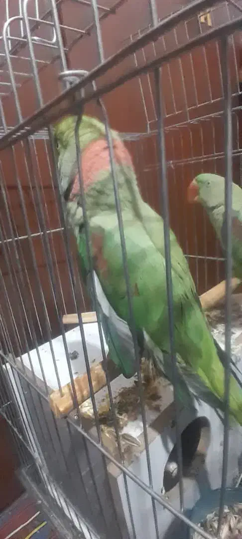 یک جفت شاه طوطی نر و ماده|پرنده|شیراز, جوادیه|دیوار