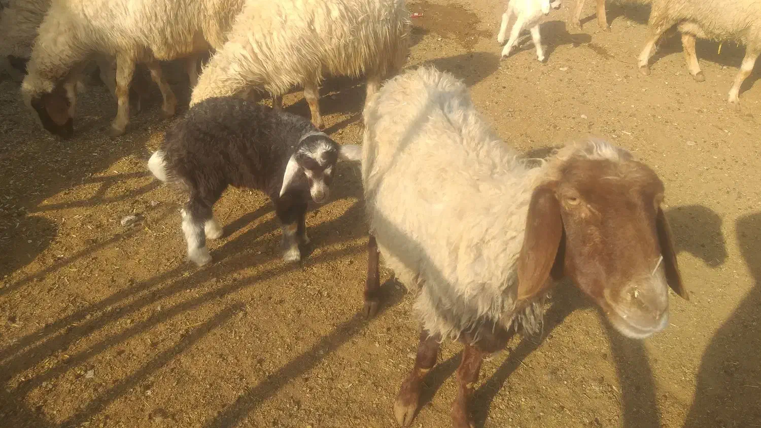 ۹عدد میه سه تاش زایمان کرده|حیوانات مزرعه|ثلاث باباجانی, |دیوار