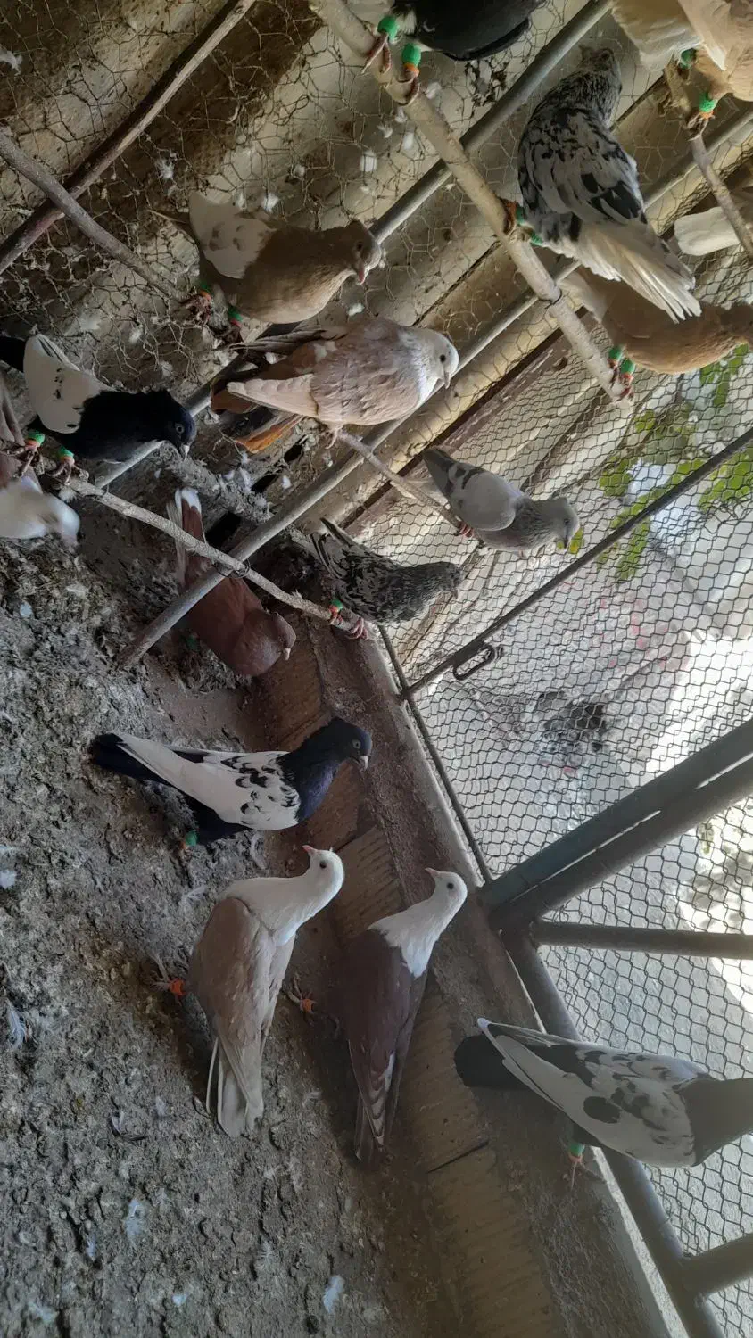 دمسفید پرشی|پرنده|جوین, |دیوار