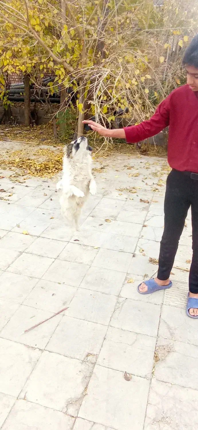 سگ پاکوتاه|سگ|زرند, |دیوار