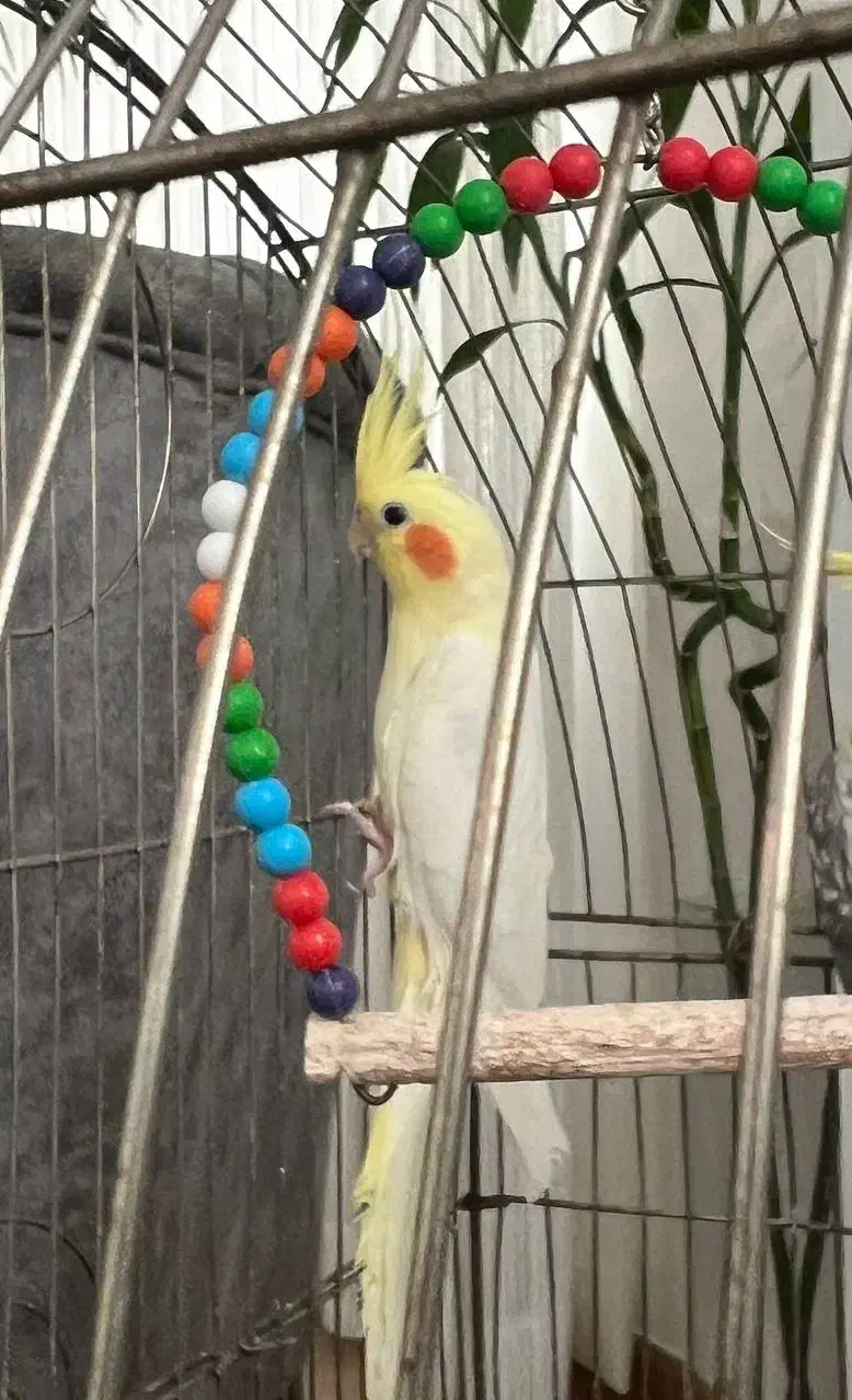 عروس لوتینو مولد|پرنده|محمودآباد, |دیوار