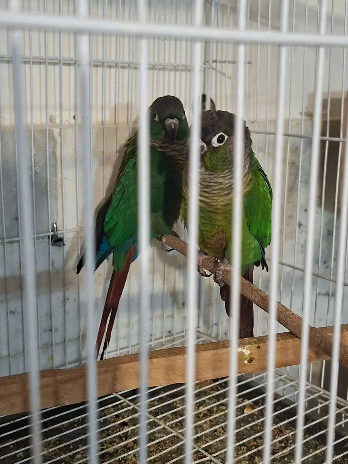 جفت مولد گرینچیک جفت قناری نرو ماده|پرنده|فردوس (خراسان), |دیوار