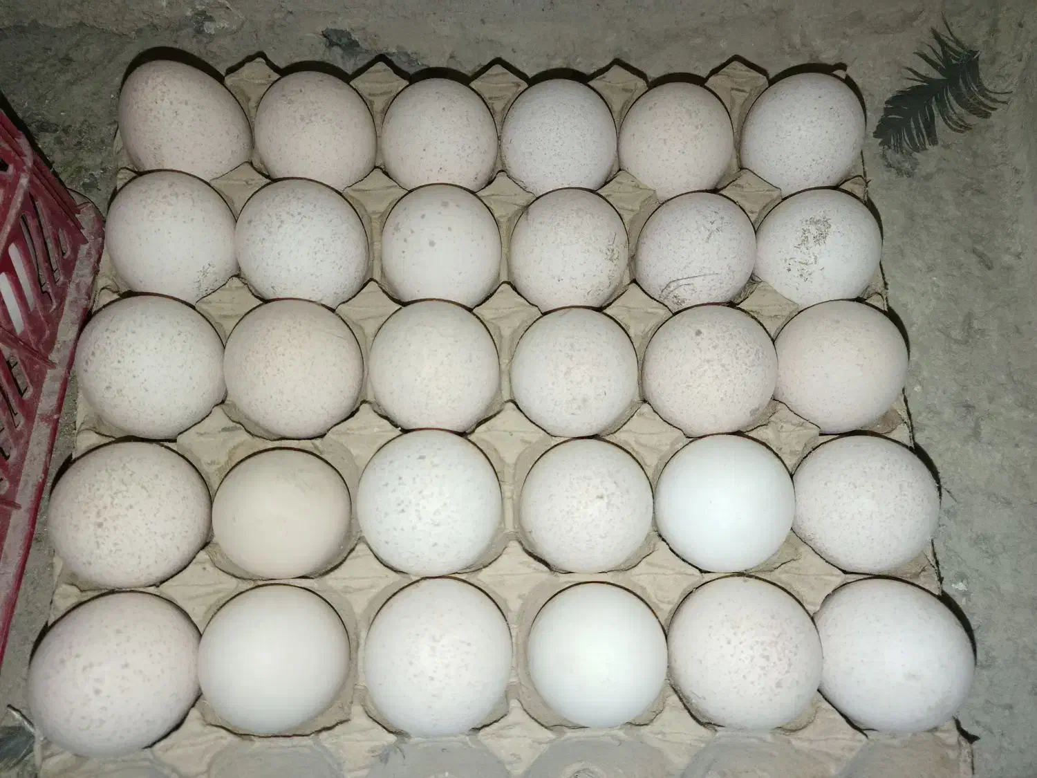 تخم مرغ رسمی،. تخم بوقلمون،|خوردنی و آشامیدنی|ساوه, |دیوار