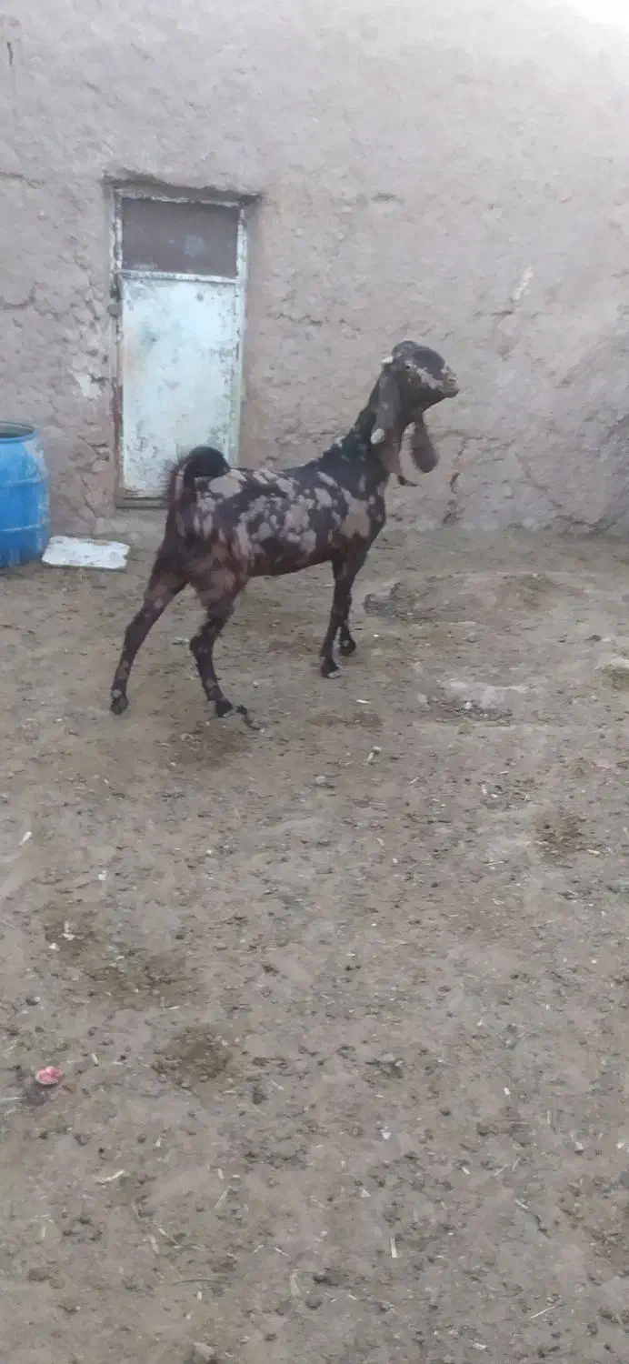 فروش سه بز پاکستانی|حیوانات مزرعه|خواف, |دیوار