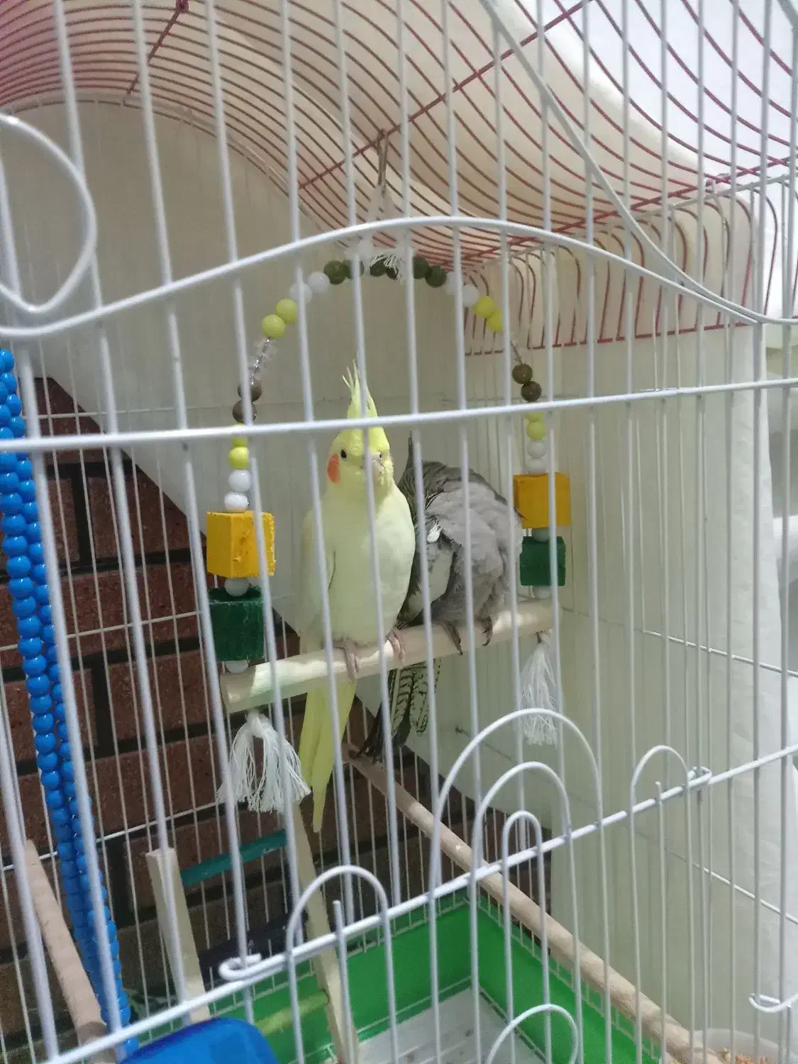 عروس هلندی2عدد|پرنده|مشگین شهر, |دیوار