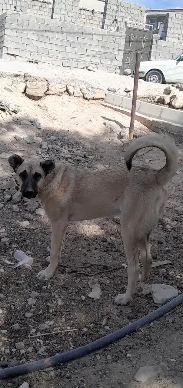 سرابی|سگ|ایلام, |دیوار